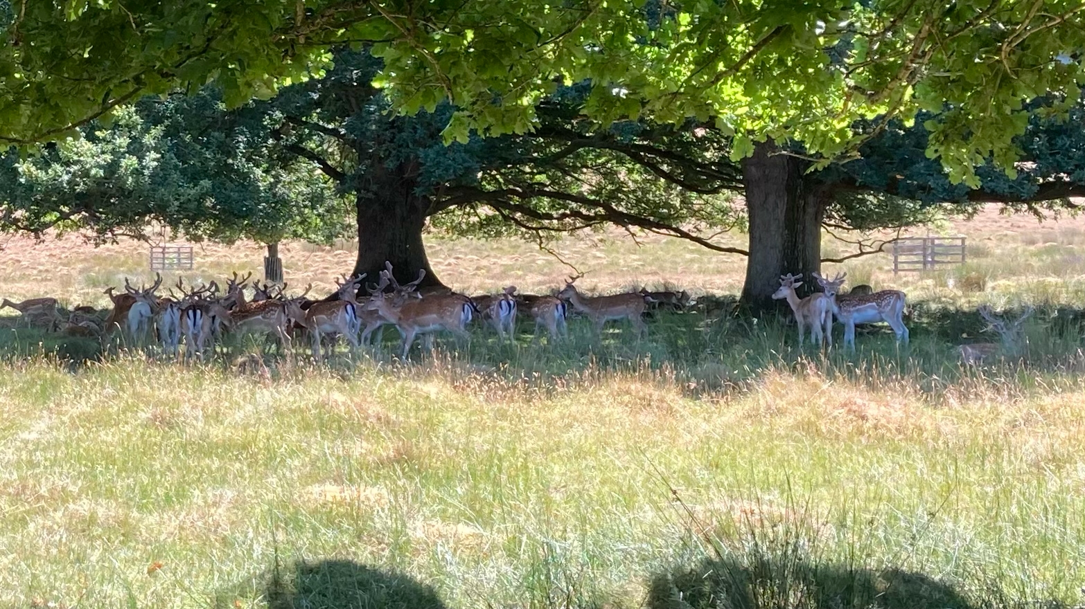 Deer in the South Downs